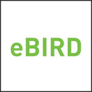 Self Flying eBird- Orange. Electric Flapping Wing Bird Drone