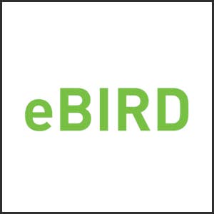 Self Flying eBird- Orange. Electric Flapping Wing Bird Drone