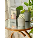 Citrus Verbena Succulent in Planter Diffuser Gift Set