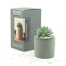 Citrus Verbena Succulent in Planter Diffuser Gift Set