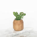 Geometric Planter Oak