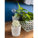 Citrus Verbena Succulent in Planter Diffuser Gift Set